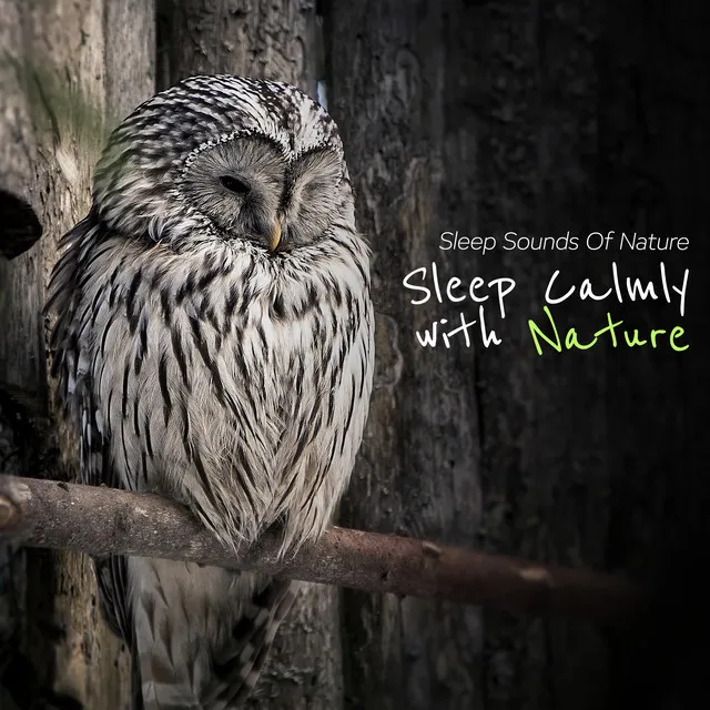 Sleep Sounds Of Nature