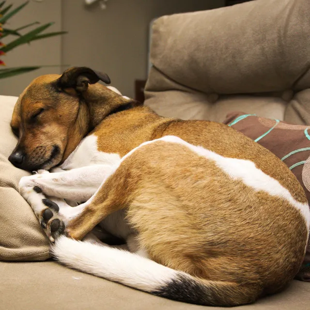 Dogs' Sleep Soothed by Rain