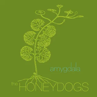 Amygdala by The Honeydogs