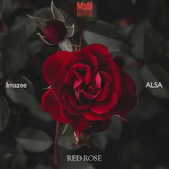 Red Rose by ALSA