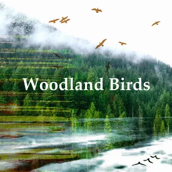 Woodland Birds by Morning Nature