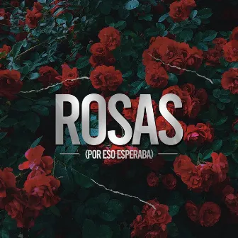 Rosas (Por Eso Esperaba) by Rodri Calvo