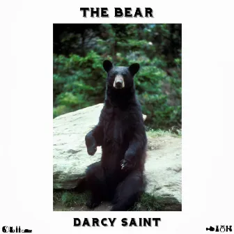 The Bear by Darcy Saint