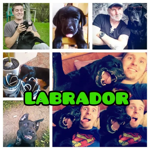 Labrador