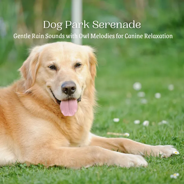 Dog Park Serenade: Gentle Rain Sounds with Owl Melodies for Canine Relaxation