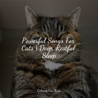 Powerful Songs For Cats | Deep, Restful Sleep by Relaxmycat