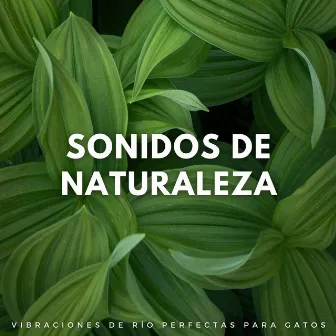 Sonidos De Naturaleza: Vibraciones De Río Perfectas Para Gatos by Sonidos de río