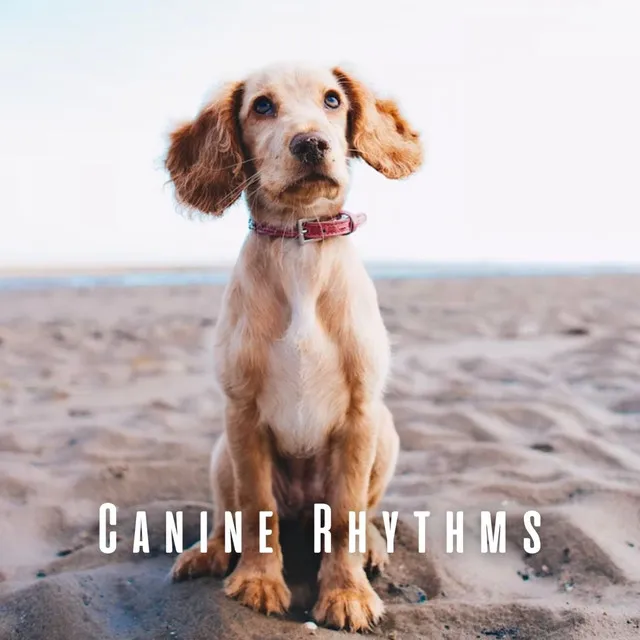 Canine Rhythms: Dog Retreat with Chill Music