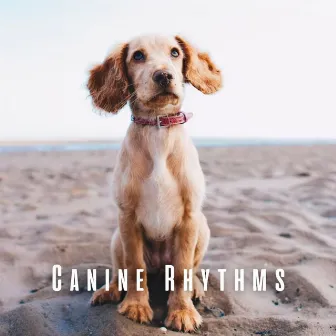 Canine Rhythms: Dog Retreat with Chill Music by Relaxing Dog Music