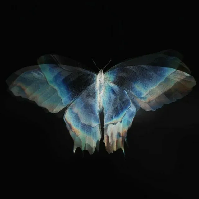 Butterfly wings