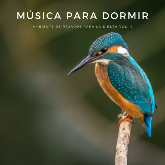 Música Para Dormir: Ambiente De Pájaros Para La Siesta Vol. 1