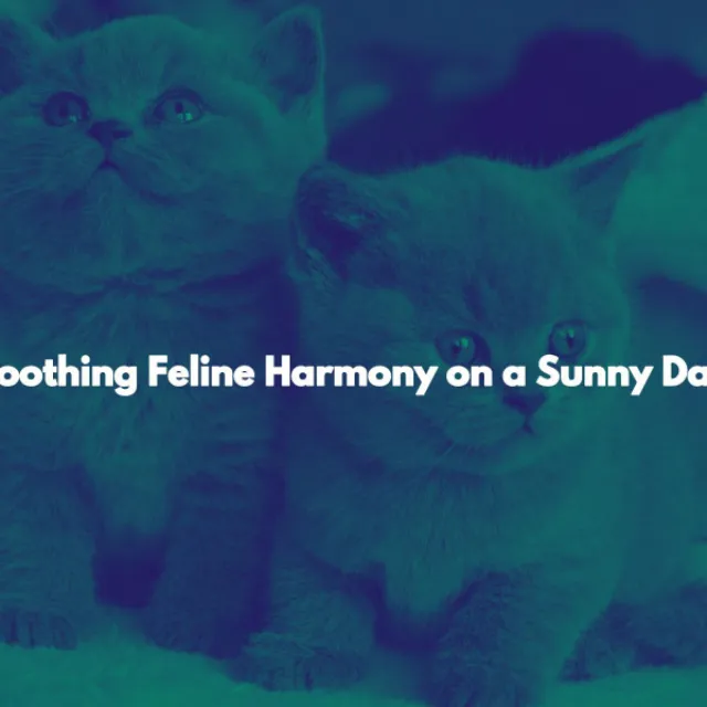 Soothing Feline Harmony on a Sunny Day