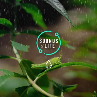 Rain & Crickets by Sounds of Life