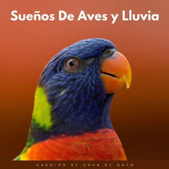 Sueños De Aves Y Lluvia: Canción De Cuna De Gato by Estado de ánimo de lluvia