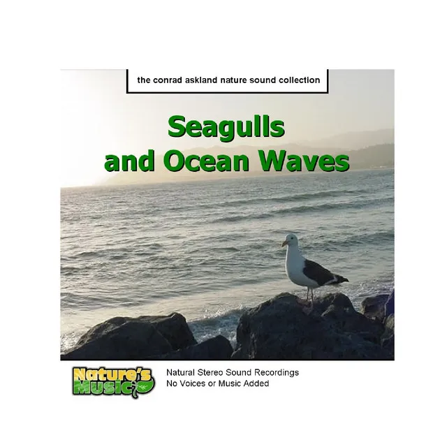 Seagulls and Ocean Waves