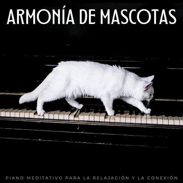 Armonía De Mascotas: Piano Meditativo Para La Relajación Y La Conexión