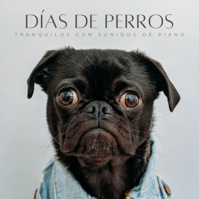 Días De Perros Tranquilos Con Sonidos De Piano