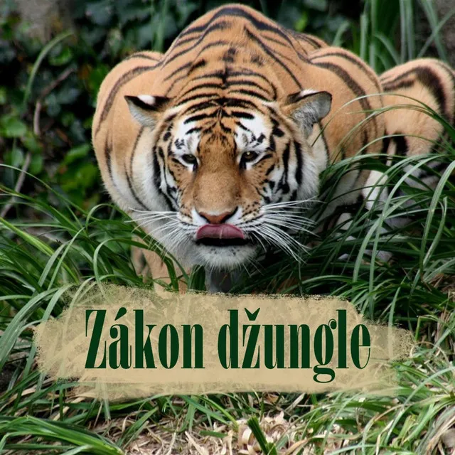 Zákon džungle