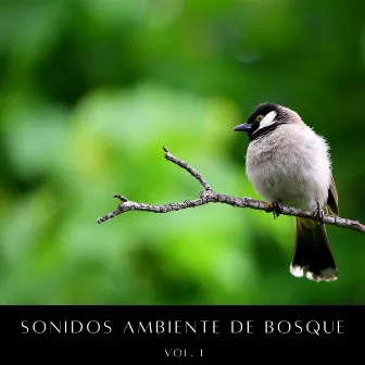 Sonidos Ambiente De Bosque Vol. 1 by Paz Sounds