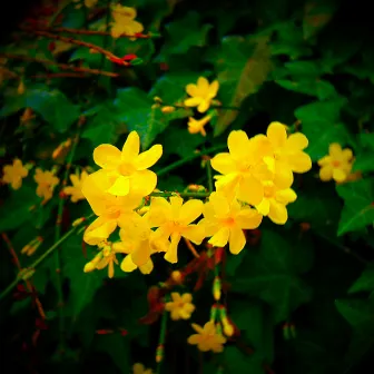 FLOWERS OF THE FLOATING WORLD: Winter Jasmine~冬 by trog'low