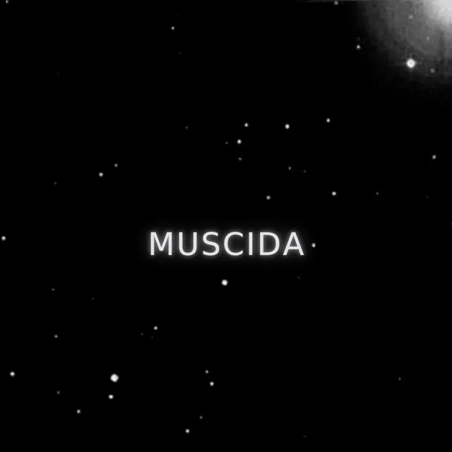 Muscida