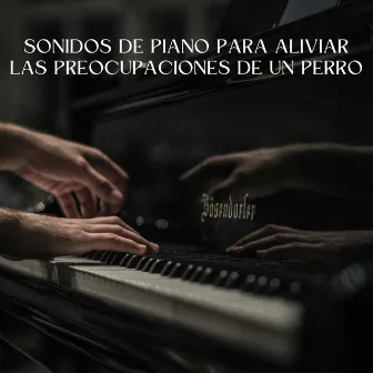 Sonidos De Piano Para Aliviar Las Preocupaciones De Un Perro by Maestras de piano jazz