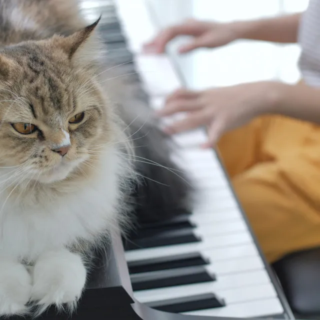 Harmonic Kitty Melodies: Piano Serenades for Cats