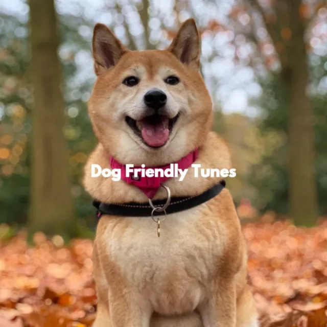 Dog Friendly Tunes