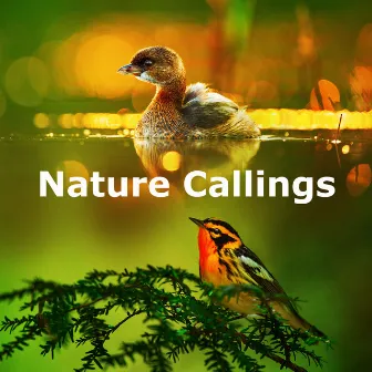 Nature Callings by In Beautiful Nature