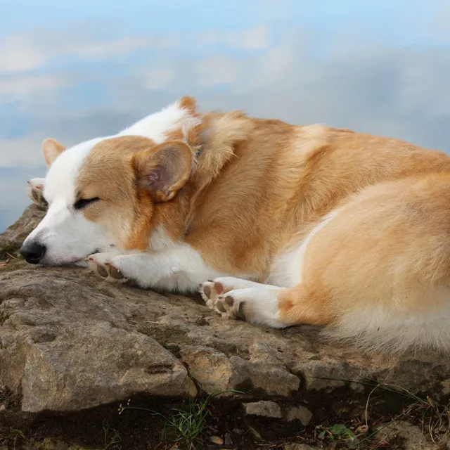 Harmonic Oceanic Dog Sleep