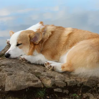 Oceanic Dog Woofscapes: Binaural Serenades for Tranquil Naps by Music For Your Dog