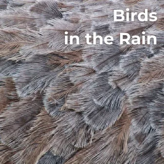 Birds In The Rain by Earthly Sounds