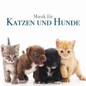 Musik für Katzen und Hunde: Entspannende Musik für Ihre Haustiere, Hunde, Katzen by Chinesische Musik Akademie