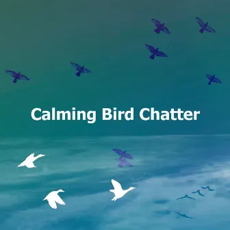 Calming Bird Chatter by Birds on Television