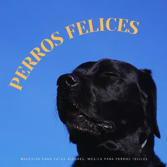 Melodías Para Patas Alegres: Música Para Perros Felices by Hippidion