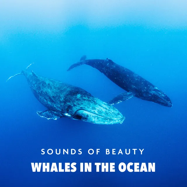 Whales in the Ocean