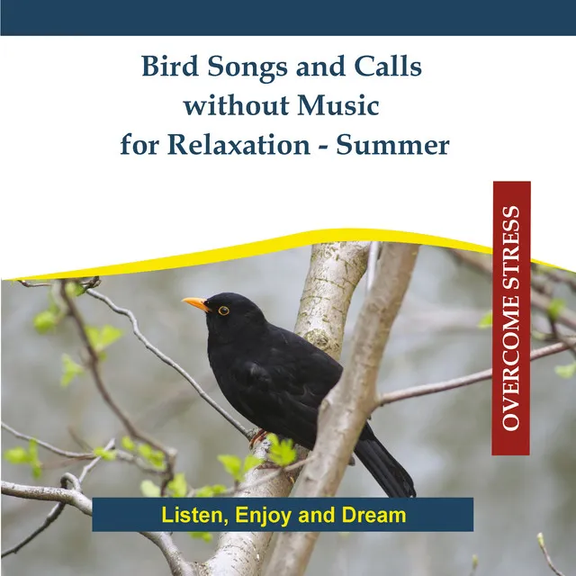 Bird Songs and Calls Without Music for Relaxation - Summer