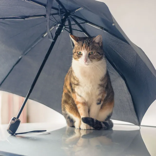 Thunderous Umbrella Serenade: Nature's Rain for Serene Cats