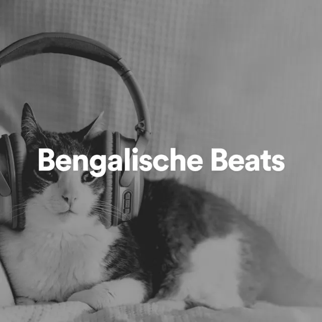 Musik für Katzen