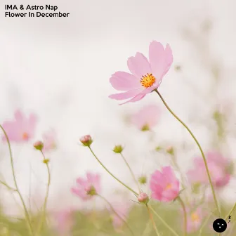 Flower In December by IMA