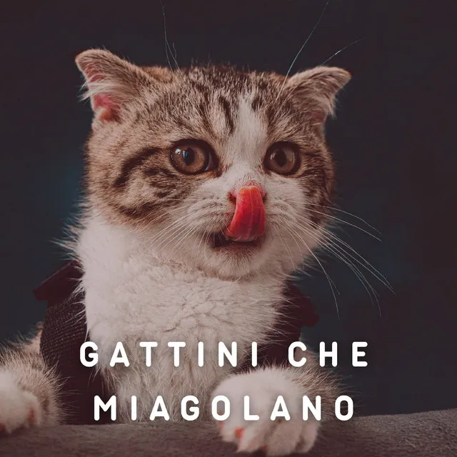 Un gatto triste miagola - suono pietoso