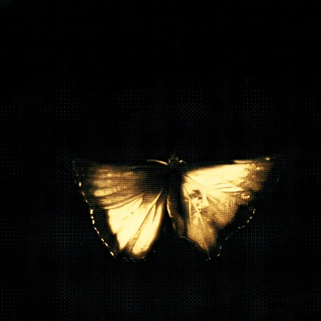 butterflies