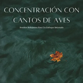 Concentración Con Cantos De Aves: Sonidos Relajantes Para Un Enfoque Mejorado by Pajaros Tropicales