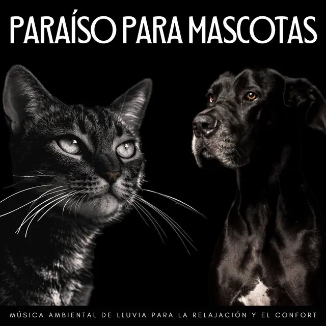 Música de mascotas relajante