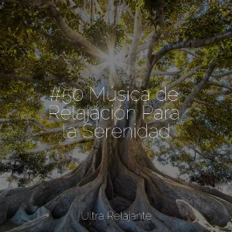 #50 Música de Relajación Para la Serenidad by Escola de Meditação