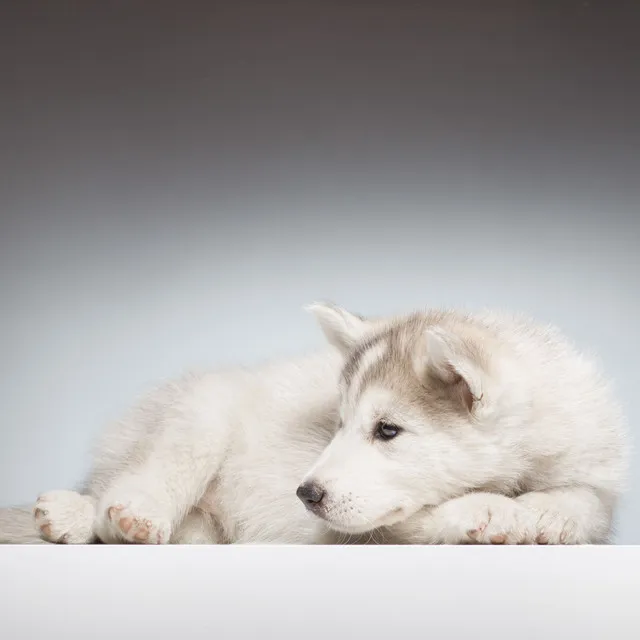 Serene Reflections on Dog's Calmness