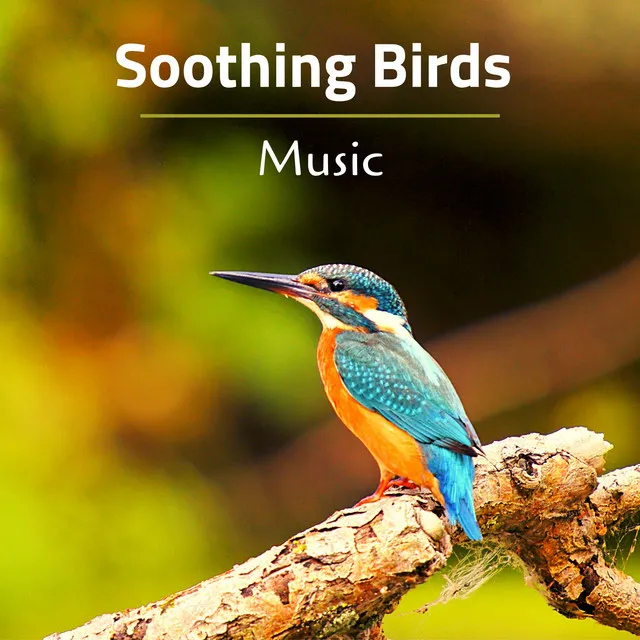 Soothing Birds Music – Soothing Birdsong Sounds, Bird Songs