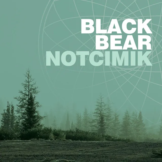 Black Bear