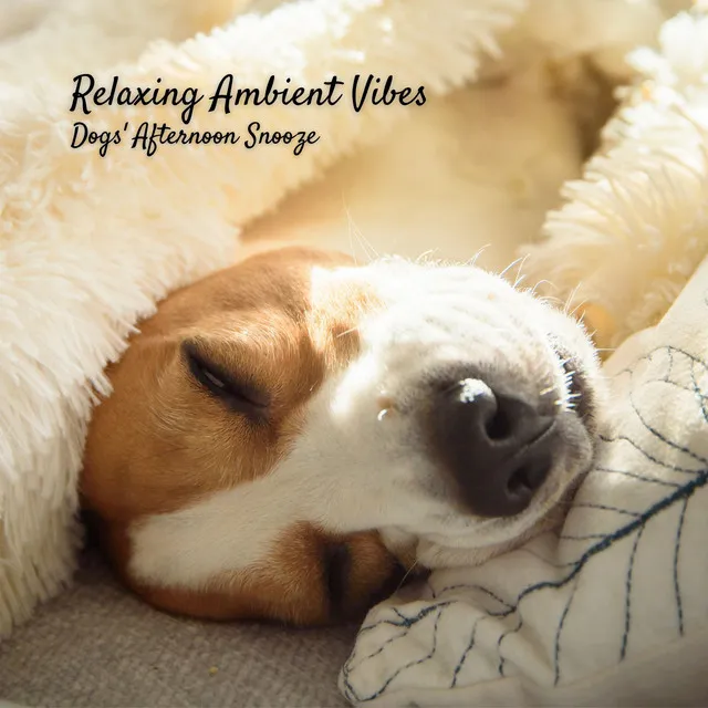 Relaxing Ambient Vibes: Dogs' Afternoon Snooze