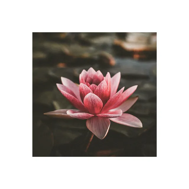 lotus.